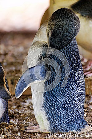 Little penguin cleaning itself Stock Photo