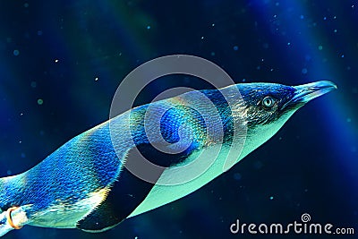 Little penguin underwater in rays of sun Stock Photo