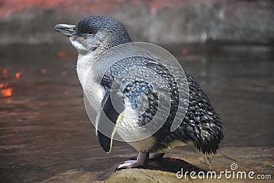 Little Penguins Stock Photo