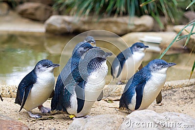 Little Penguins, Australia Stock Photo