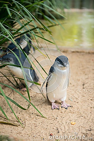 Little Penguins in Australia Stock Photo