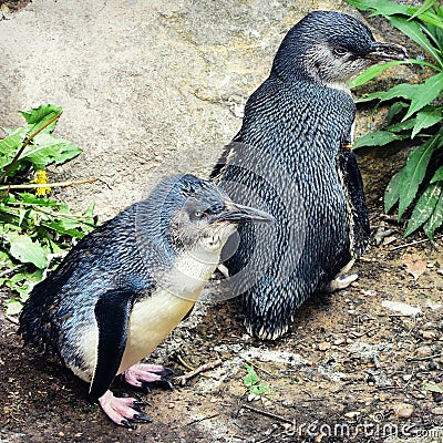 Little Penguins Stock Photo