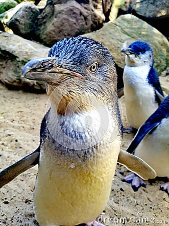 Little Penguins Stock Photo