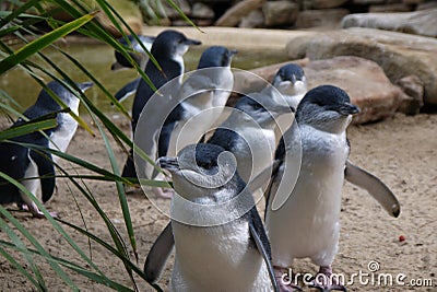 Little Penguins Marching Stock Photo