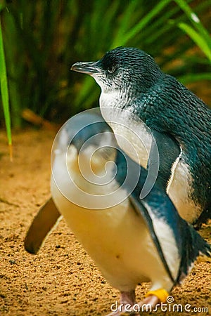 Little penguins Stock Photo