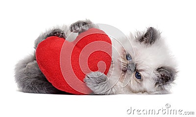 Little persian kitten playing with a red heart Stock Photo