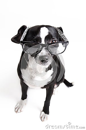 Cutest dog is watching you with glasses on against white background Stock Photo