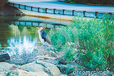 Little Pied Cormorant bird perching on rocks. Stock Photo