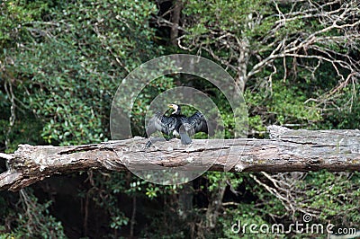 Little Pied Cormorant bird sitting on tree log with its wings spread Stock Photo