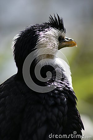 Little Pied Cormorant - Microcarbo melanoleucos Stock Photo