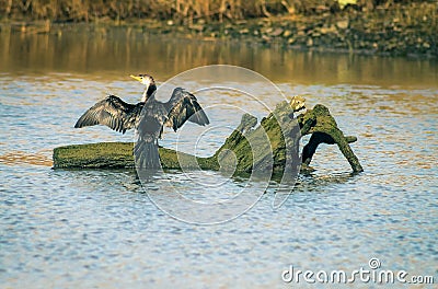 A Little Pied Cormorant sunning its stretched out wings in the last of the afternoon sun Stock Photo