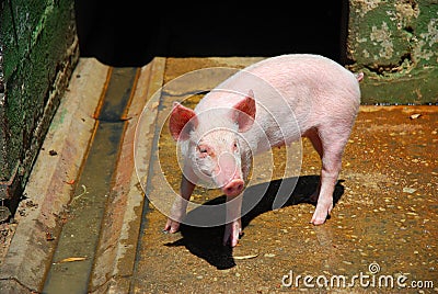 Little pig Stock Photo