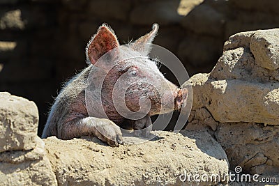 The little pig looks out the window. Stock Photo