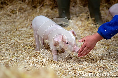 Little piglet or baby pig at the farm Stock Photo