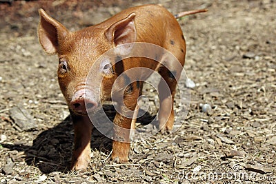 Little Piglet Stock Photo