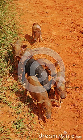 Little piglet running towards camera Stock Photo