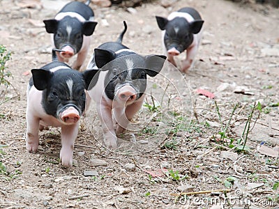 Little pigs Stock Photo