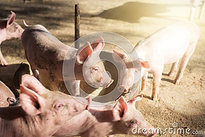Little pigs at farm waiting for food. Swine at the farm. Meat industry. Pig farming to meet the growing demand for meat in thailan Stock Photo