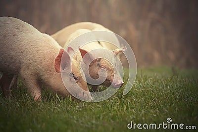 Little pigs on meadow Stock Photo