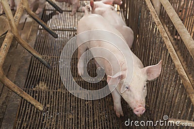 Little pigs playing happily. Stock Photo