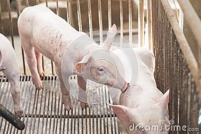 Little pigs playing happily. Stock Photo