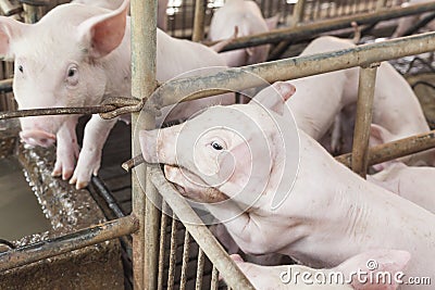 Little pigs playing happily. Stock Photo