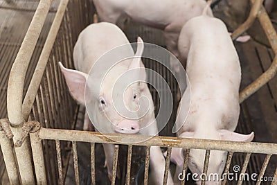 Little pigs playing happily. Stock Photo