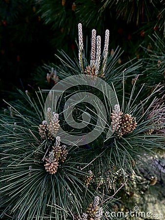 Little pine Stock Photo