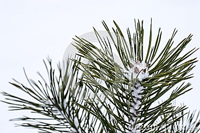 Little pine tree in the snow in the winter Stock Photo