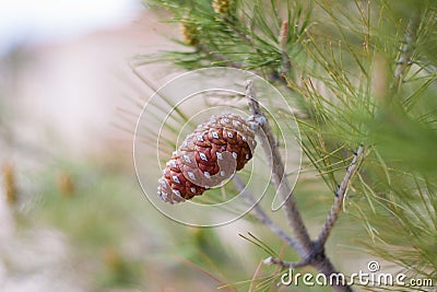 Little pinecone on a tree Stock Photo