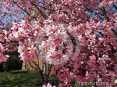 Little Pink Cherry Blossoms in March in Winter Stock Photo