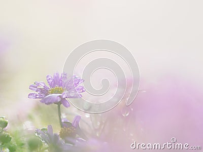 little pink flower in close up with raindrop in green background for space Stock Photo