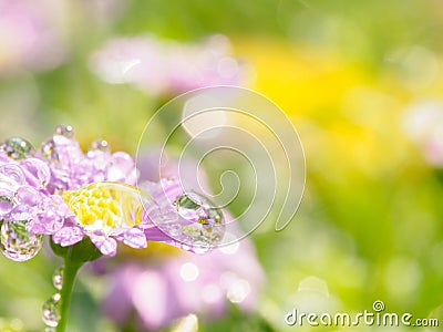 little pink flower in close up with raindrop in green background for space Stock Photo