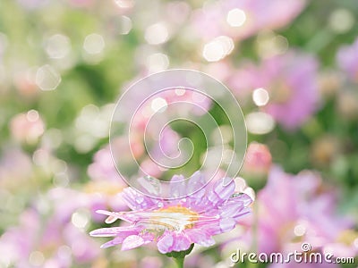 little pink flower in close up with raindrop in green background for space Stock Photo