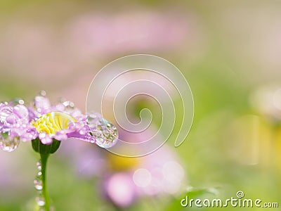 little pink flower in close up with raindrop in green background for space Stock Photo