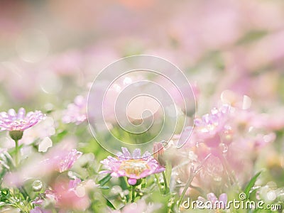 little pink flower in close up with raindrop in green background for space Stock Photo