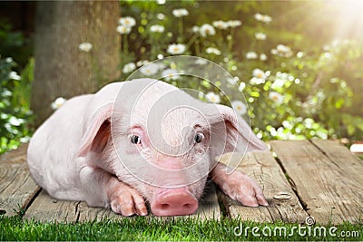 Little pink piggy on wooden background in garden Stock Photo