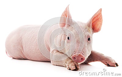 Little pink pig Stock Photo