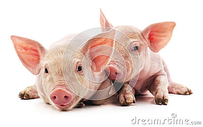 Little pink pigs Stock Photo