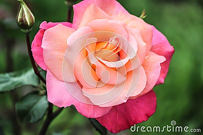 Little pink Rose in gardern Stock Photo