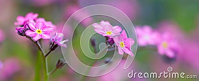Little pink spring flowers, veronica speedwell. Stock Photo