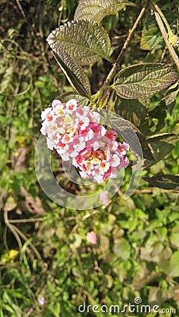 Little Pink and yellow flower On te plabt Stock Photo