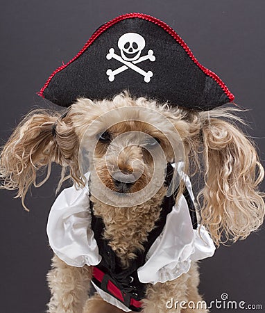 Little Pirate Dog Stock Photo