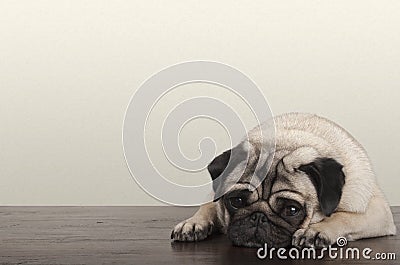 little pitiful sad pug puppy dog, lying down on wooden floor Stock Photo