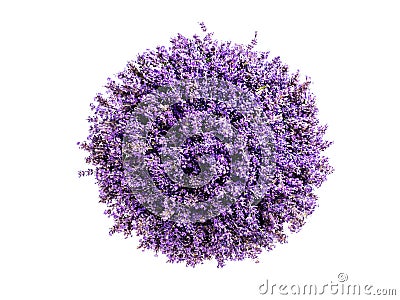 Little planet lavender Stock Photo