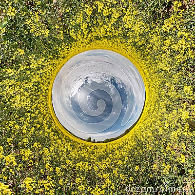 Little planet spherical panorama 360 degrees. Spherical aerial view in blooming in field rapseed canola colza. Curvature of space Stock Photo