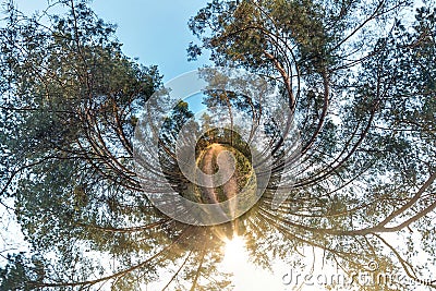 Little planet spherical panorama 360 degrees. Spherical aerial view in forest in nice day. Curvature of space Stock Photo