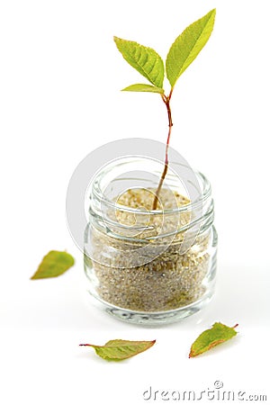 Little plant Stock Photo