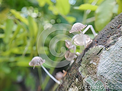 that little plant called mushroom Stock Photo