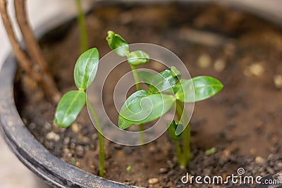 Little plants sprouts from the soil. Stock Photo